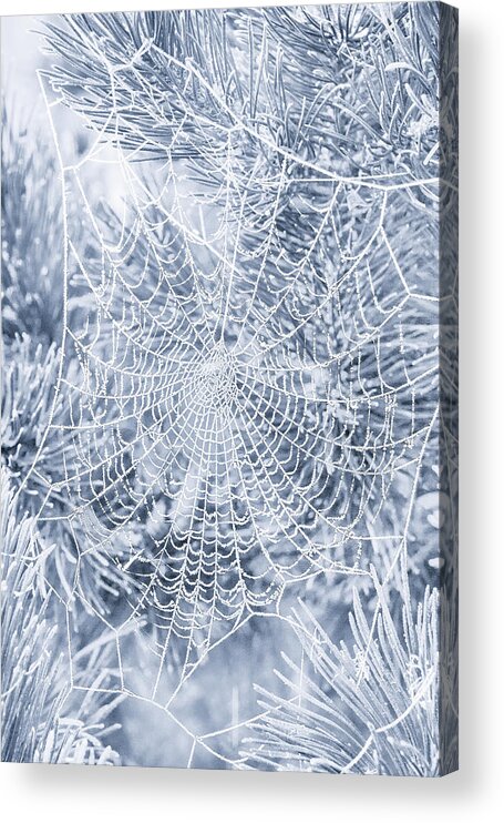 Web Acrylic Print featuring the photograph Silver Filigree by Iryna Goodall