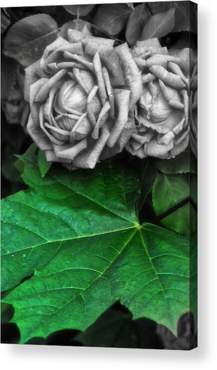 Rose Acrylic Print featuring the photograph Silver Rose by Cate Franklyn
