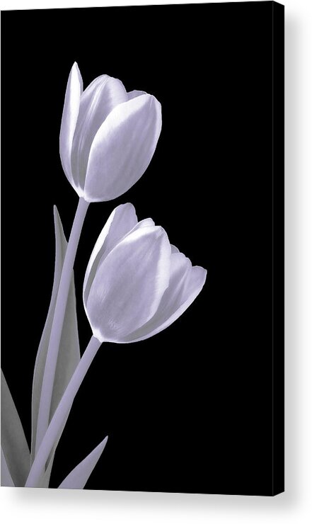 Tulips Acrylic Print featuring the photograph Silver Tulips by Johanna Hurmerinta