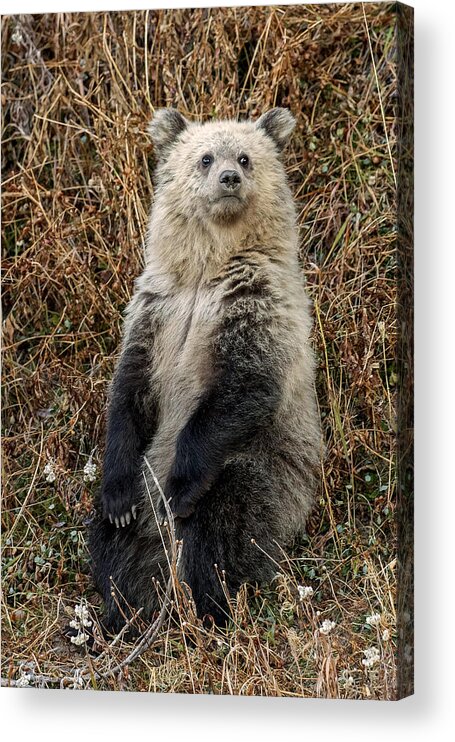 Grizzly Bear Cub Acrylic Print featuring the photograph Sittin' and Thinkin' by Sandy Sisti