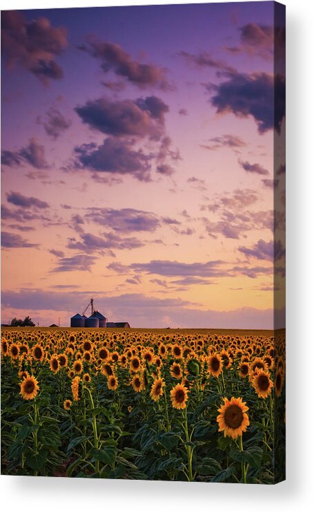 Colorado Acrylic Print featuring the photograph Skies Above The Sunflower Farm by John De Bord