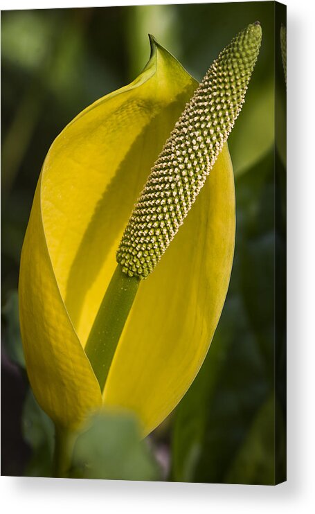Skunk Cabbage Acrylic Print featuring the photograph Skunk Cabbage by Robert Potts