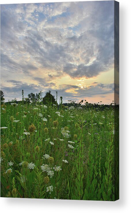 Sunflowers Acrylic Print featuring the photograph Sky Opens Up Over Pleasant Valley Conservation Area by Ray Mathis