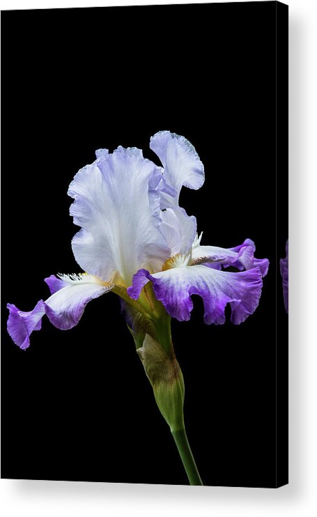 Iris Acrylic Print featuring the photograph Small Purple and White Iris by M