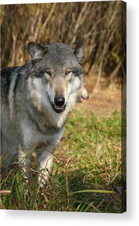 Wolf Wolves Canis Lupus Canine Wildlife Mammals Wild Animal Grey Gray Lupine Acrylic Print featuring the photograph Smiling Wolf by Shari Jardina