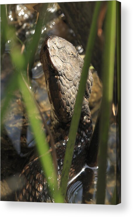 Brown Acrylic Print featuring the photograph Snake in the Water by Travis Rogers