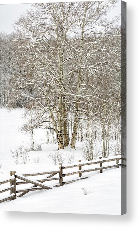 Aspen Acrylic Print featuring the photograph Snow-covered by Denise Bush