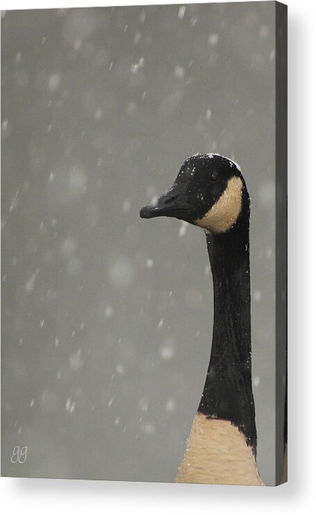 Goose Acrylic Print featuring the photograph Snow Goose by Geri Glavis