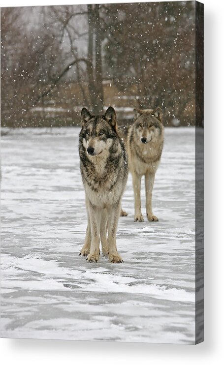 Wolf Wolves Pair Grey Timberwolf Canis Lupis Animal Wildlife Photography Photograph Snow Acrylic Print featuring the photograph Snow Mates by Shari Jardina