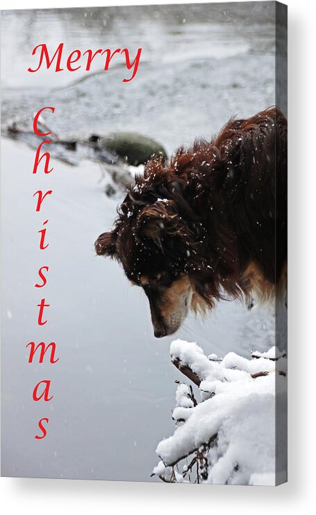 Pet Christmas Cards Acrylic Print featuring the photograph Snowy Aussie - Merry Christmas by Debbie Oppermann