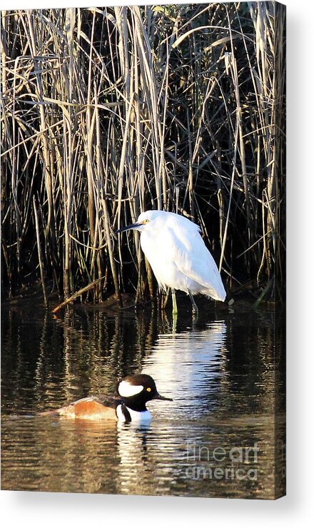 Snowy Egret And A Guy From The Hood Acrylic Print featuring the photograph Snowy Egret and a Guy from the Hood by Jennifer Robin