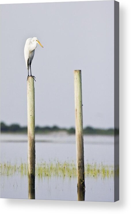 Snowy Acrylic Print featuring the photograph Snowy Egret on Pilings by Bob Decker