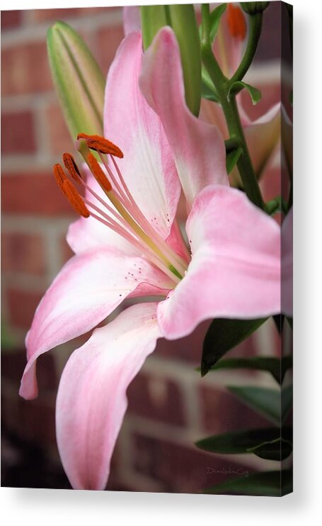 Flower Acrylic Print featuring the photograph So Soft Lily by Diane Lindon Coy