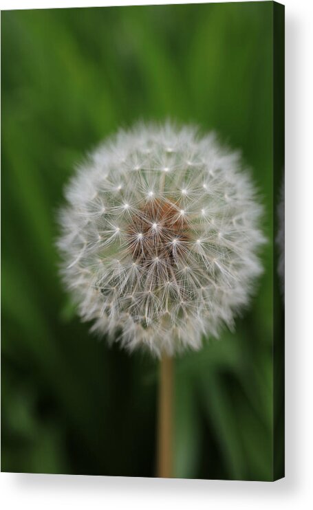 Dandelion Acrylic Print featuring the photograph Soft Dandelion by Tammy Pool