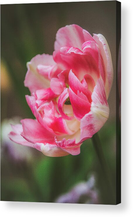 Beautiful Acrylic Print featuring the photograph Soft Spring Tulip by Teresa Wilson