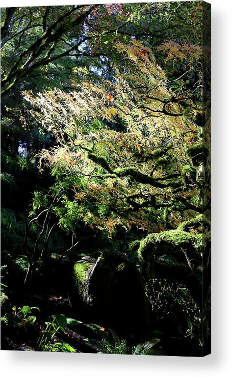 Outdoor Acrylic Print featuring the photograph Song of the light 2. by Andrew Kim