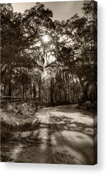 Live Oak Acrylic Print featuring the photograph Southern Oak Shadows by Dustin K Ryan