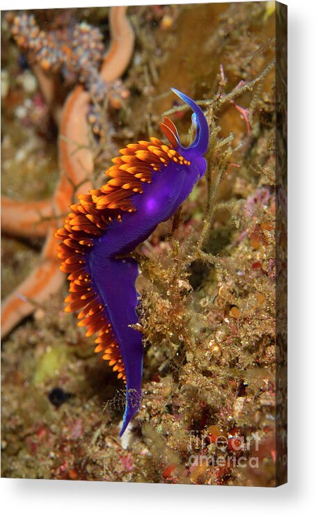 Spanish Shawl Nudibranch Acrylic Print featuring the photograph Spanish Shawl by Aaron Whittemore