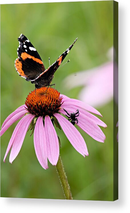Photography Acrylic Print featuring the photograph Spider and Butterfly on Cone Flower by Larry Ricker
