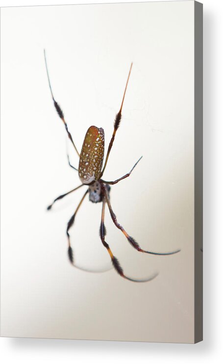 Spider Acrylic Print featuring the photograph Spider in the woods by Allan Morrison