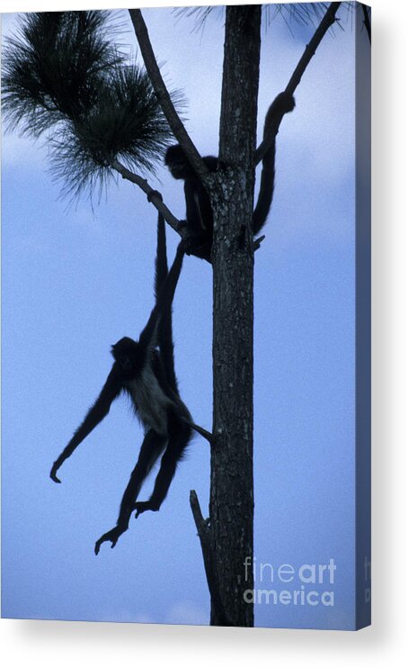 Belize Acrylic Print featuring the photograph Spider Monkeys Belize Central America by John Mitchell