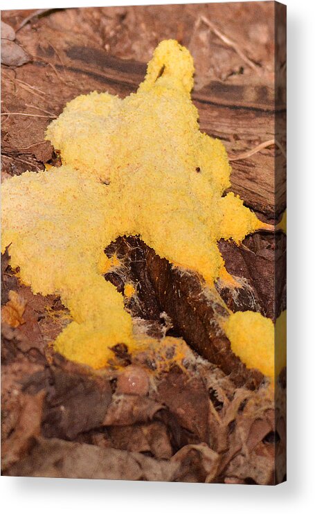 Fungi Acrylic Print featuring the photograph Spreading Yellow Tooth by Alan Lenk
