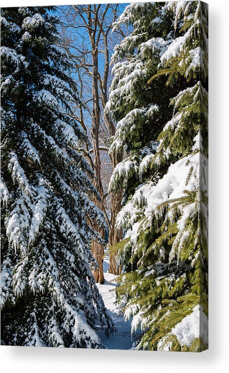 Pine Acrylic Print featuring the photograph Spring Approaching by Mike Evangelist