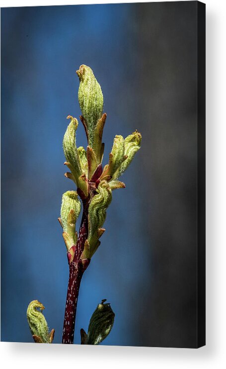 Bud Acrylic Print featuring the photograph Spring Buds by Paul Freidlund