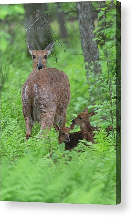 Deer Acrylic Print featuring the photograph Spring Fawns by Nancy Dunivin