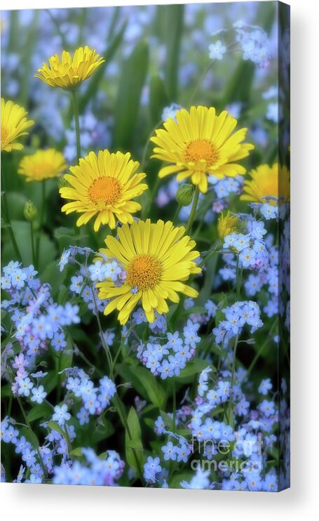 Spring Acrylic Print featuring the photograph Spring Flowers Forget Me Nots and Leopard's Bane by Henry Kowalski