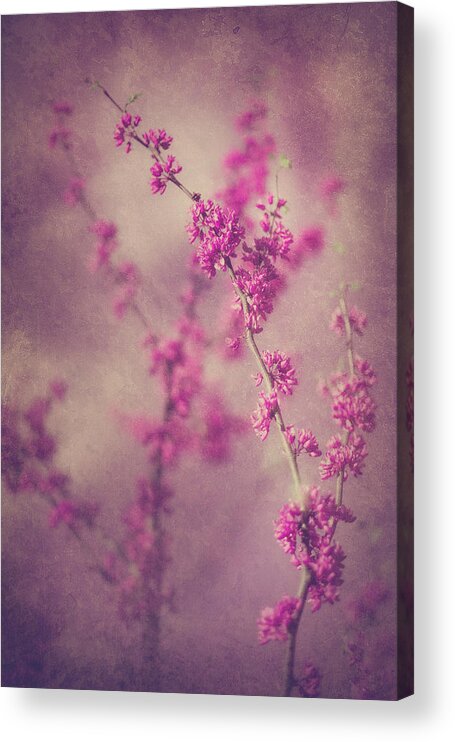 Cherry Blossoms Acrylic Print featuring the photograph Spring Melody by Elvira Pinkhas