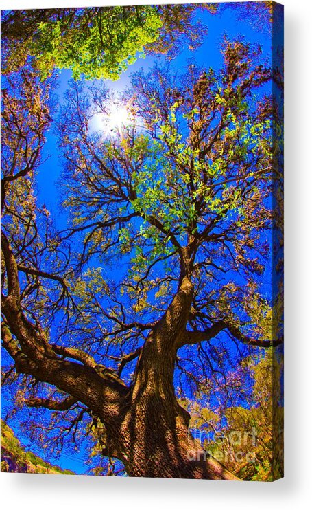 Michael Tidwell Photography Acrylic Print featuring the photograph Spring Oak by Michael Tidwell