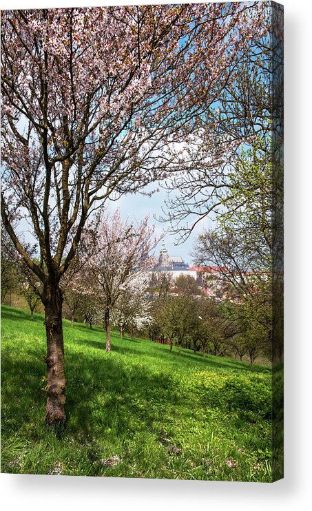 Jenny Rainbow Fine Art Photography Acrylic Print featuring the photograph Spring Orchards and St Vitus Cathedral. Prague by Jenny Rainbow