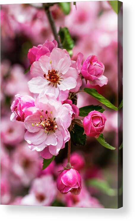 Apples Acrylic Print featuring the photograph Spring Pink by Teri Virbickis