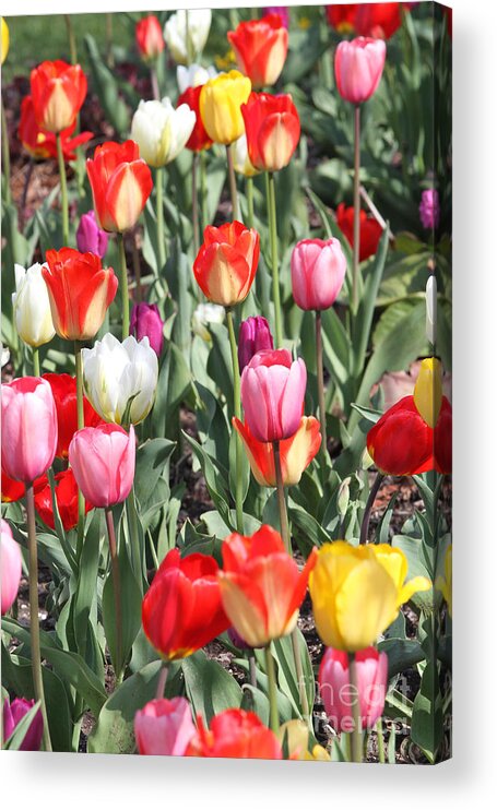 Flowers Acrylic Print featuring the glass art Spring Tulips 3 by Robert Pearson