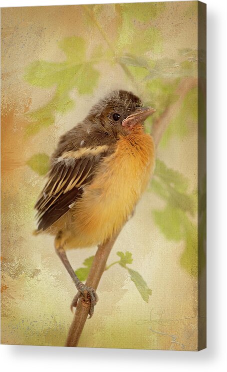 Baby Bird Acrylic Print featuring the photograph Spring's Sweet Song by Jill Love