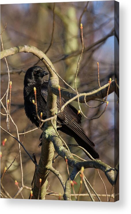 Crow Acrylic Print featuring the photograph Springtime Crow by Bill Wakeley