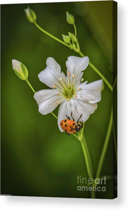 Springtime Ladybug Acrylic Print featuring the photograph Springtime Ladybug by Mitch Shindelbower