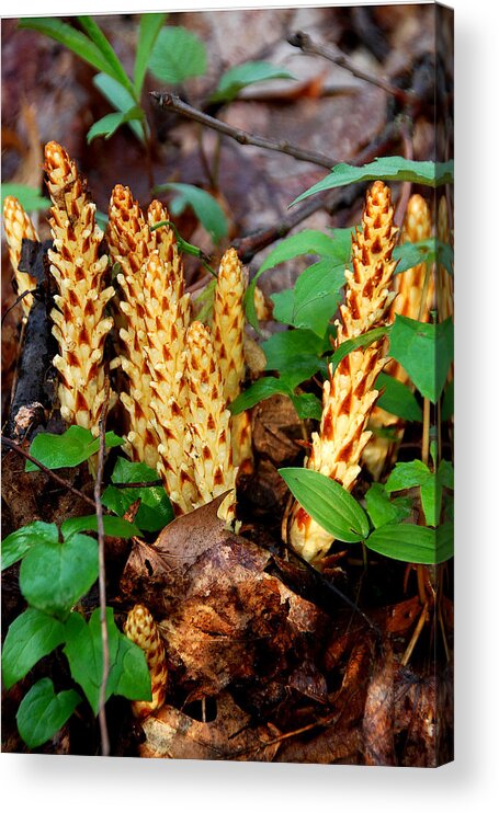 Squaw Root Acrylic Print featuring the photograph Squaw Root by Alan Lenk