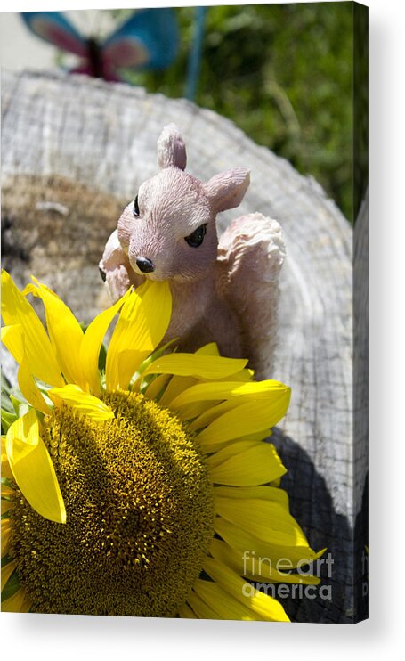 Sun Flower Acrylic Print featuring the photograph Squirrel and Sun Flower by Tara Lynn