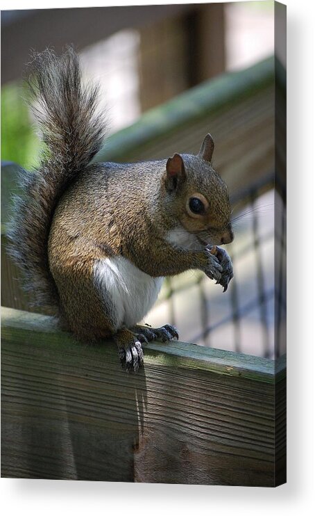 Squirrel Acrylic Print featuring the photograph Squirrel II by Robert Meanor
