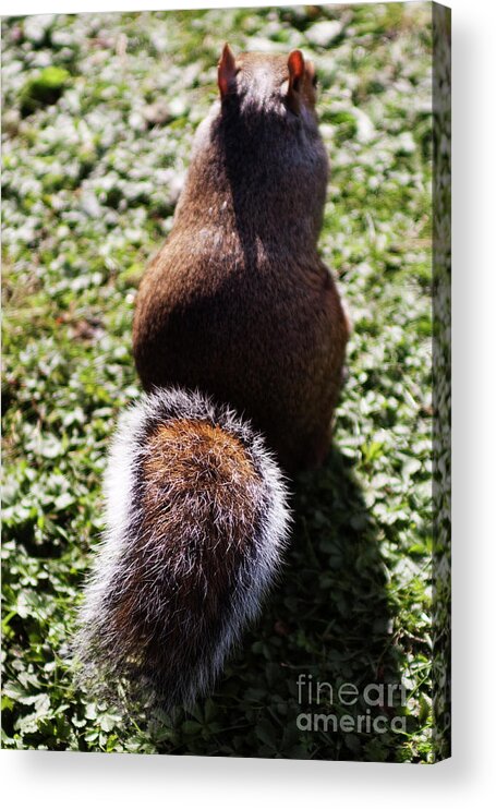 Squirrel Acrylic Print featuring the photograph Squirrel s back by Agusti Pardo Rossello
