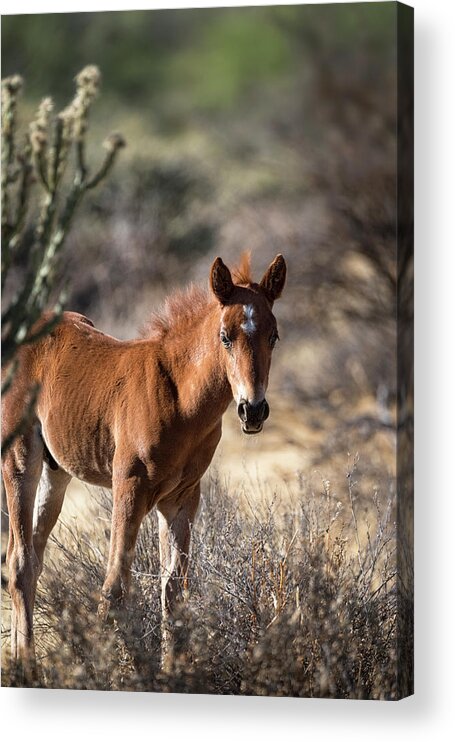 Wild Horses Acrylic Print featuring the photograph Stallion in Training by Saija Lehtonen