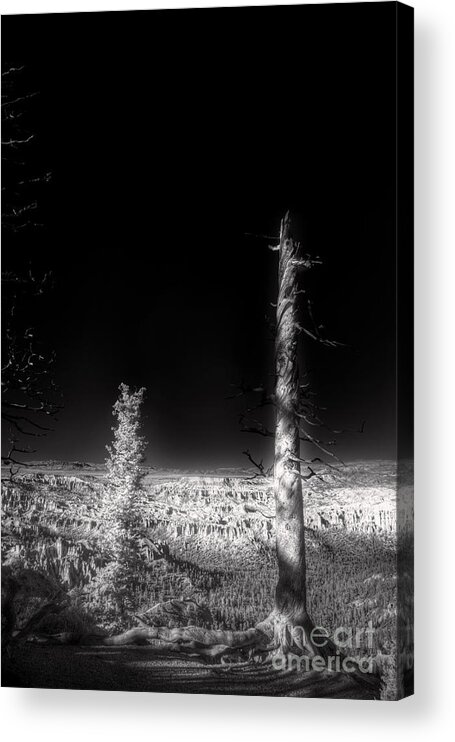Stand Proud And Tall Acrylic Print featuring the digital art Stand Tall and Proud by William Fields