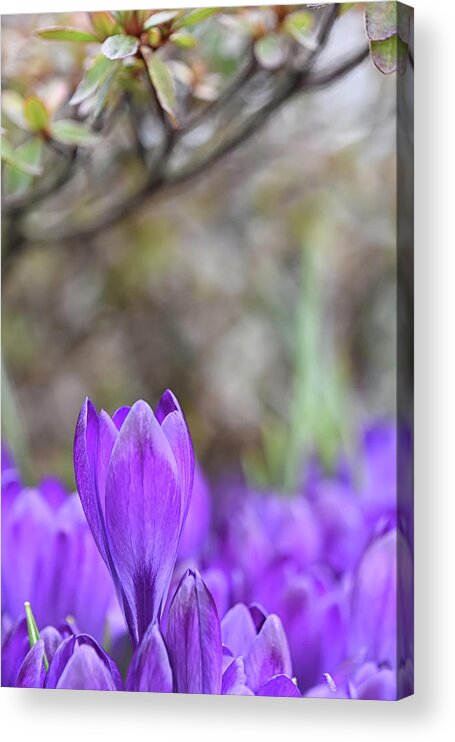 Crocus Acrylic Print featuring the photograph Standing out from the Crowd by Kuni Photography