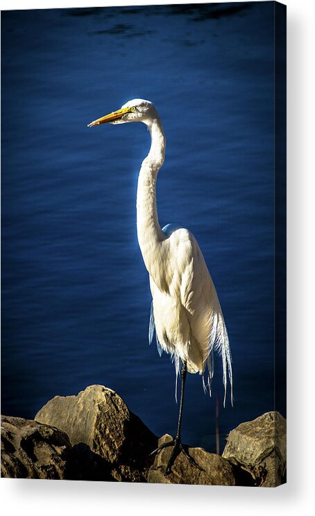 Egret Acrylic Print featuring the photograph Standing Proud by Steph Gabler
