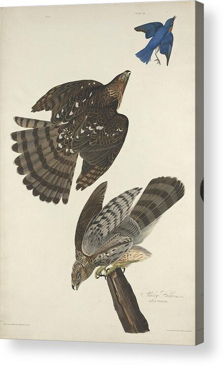 Audubon Acrylic Print featuring the drawing Stanley Hawk by Dreyer Wildlife Print Collections 