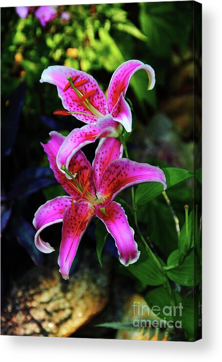 Flower Acrylic Print featuring the photograph Stargazer Lily by Allen Nice-Webb