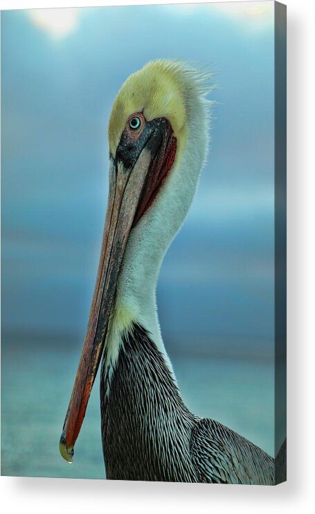 Pelican Acrylic Print featuring the photograph Stay Off My Pier by Mary Buck