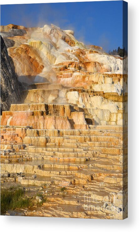 Yellowstone Acrylic Print featuring the photograph Steamy Travertine Hot Spring Terraces at Mammoth Hot Springs Yellowstone National Park by Shawn O'Brien